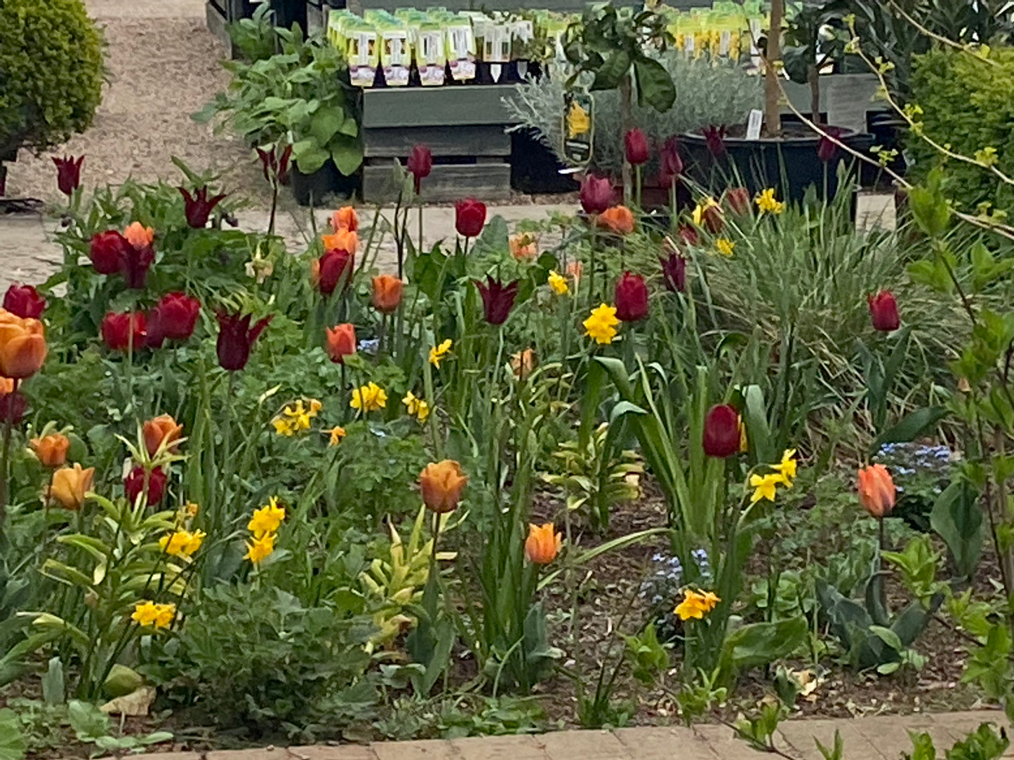 In der Königlichen Gartenakademie blühen Tulpen und Narzissen zwischen grünem Laub, und in den Regalen stehen Topfpflanzen. Erleben Sie dies am Mi. 18.03.2026 | 16.00-17.00 Uhr ABENDLICHTFÜHRUNG Die frühen Gartenschätze Veranstaltung der Königlichen Gartenakademie.