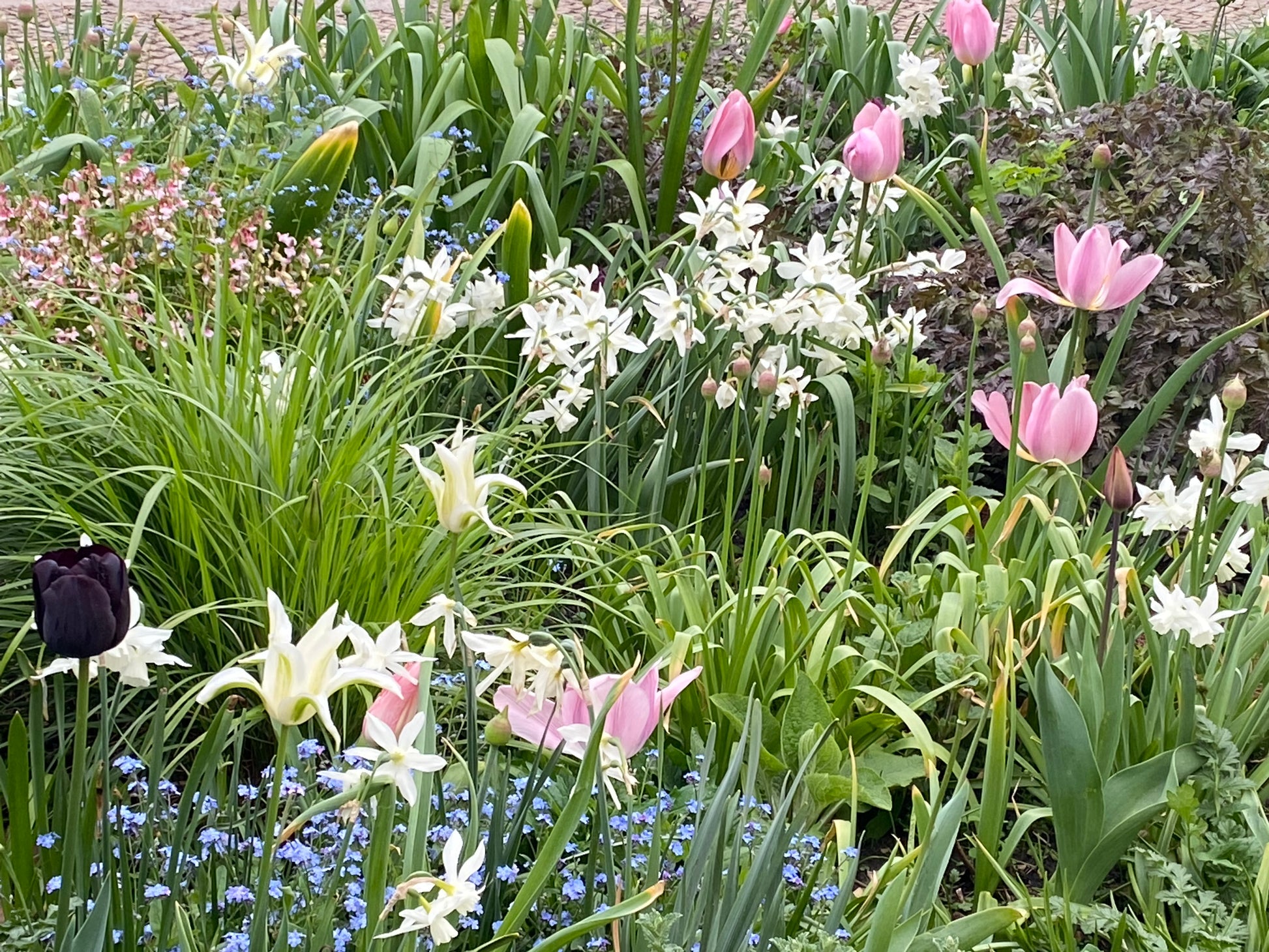 Ein lebendiges Gartenbeet mit blühenden Tulpen und üppigem Laub erinnert an die Schönheit der Königlichen Gartenakademie - erleben Sie es am Mi. 18.03.2026 | 16.00-17.00 ABENDLICHTFÜHRUNG Die frühen Gartenschätze Veranstaltung der Königlichen Gartenakademie.