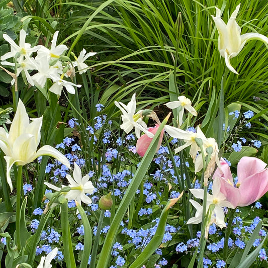 Mit dem Halbtagskurs "Mit Zwiebeln und Frühblühern länger durch die Saison" der Königlichen Gartenakademie mit Astrid Torrens am Fr., 19.09.2025, 10:00-13:00 Uhr, lassen sich bezaubernde, lang blühende Gartenbeete anlegen.