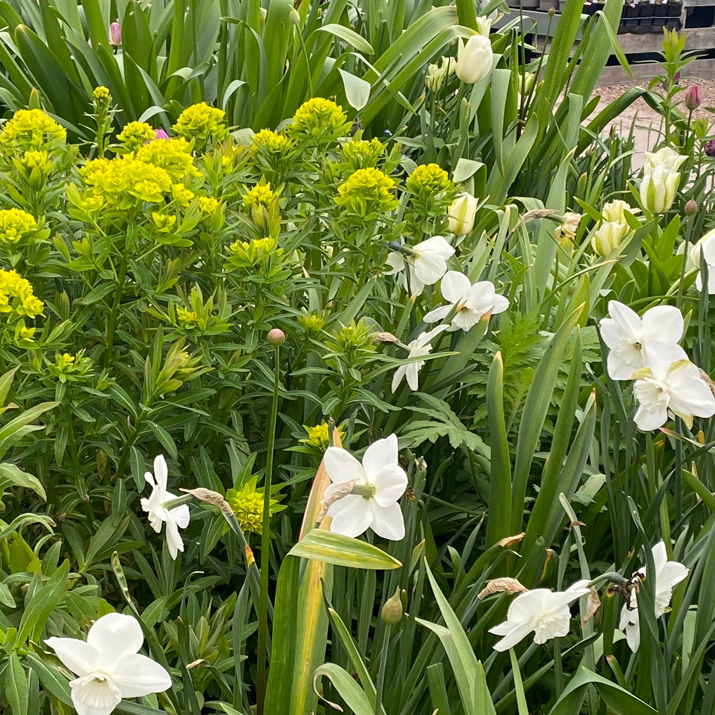 Erleben Sie lebendige Beete voller Vielfalt beim Halbtageskurs "Mit Zwiebeln und Frühblühern länger durch die Saison" der Königlichen Gartenakademie von Astrid Torrens am 19.09.2025, 10:00-13:00 Uhr - entdecken Sie bunte Blüten zu jeder Jahreszeit!.