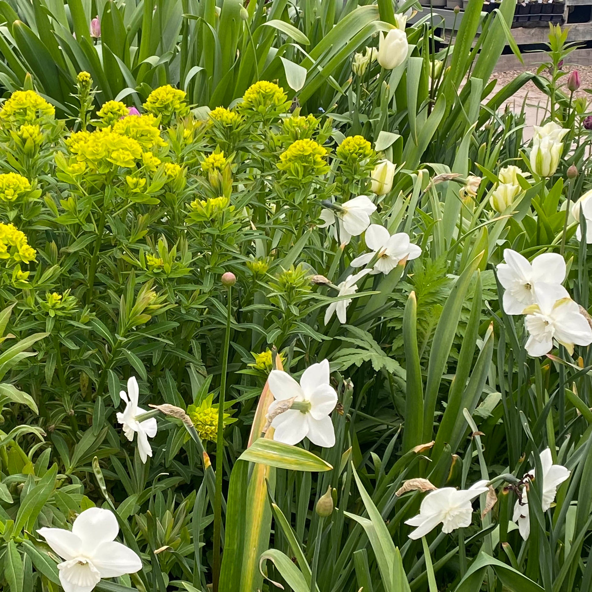 Erleben Sie lebendige Beete voller Vielfalt beim Halbtageskurs "Mit Zwiebeln und Frühblühern länger durch die Saison" der Königlichen Gartenakademie von Astrid Torrens am 19.09.2025, 10:00-13:00 Uhr - entdecken Sie bunte Blüten zu jeder Jahreszeit!.