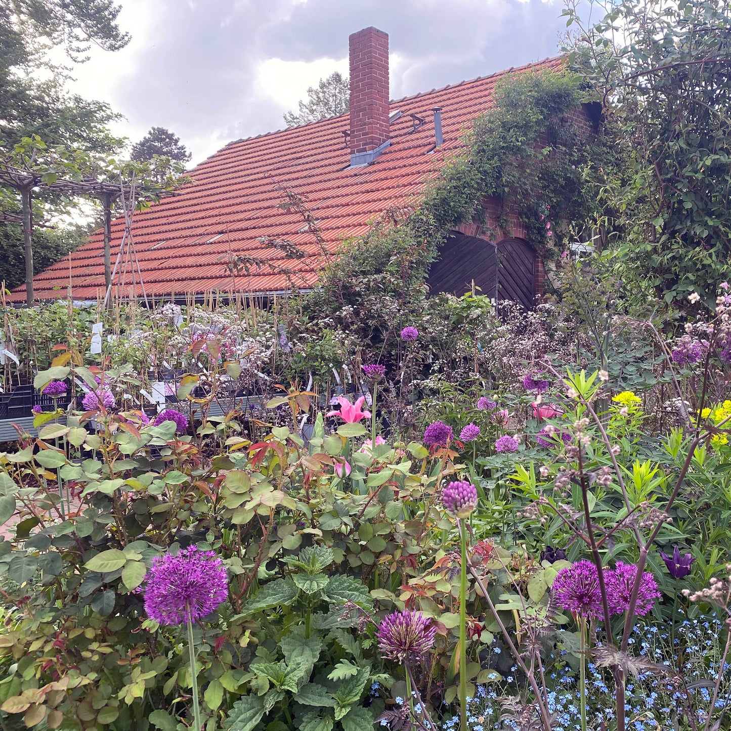 Ein üppiger Garten mit Frühblühern aus dem Halbtageskurs "Mit Zwiebeln und Frühblühern länger durch die Saison" der Königlichen Gartenakademie (19.09.2025, 10:00-13:00) schafft wunderschöne durchblühende Beete vor einem charmanten Haus.