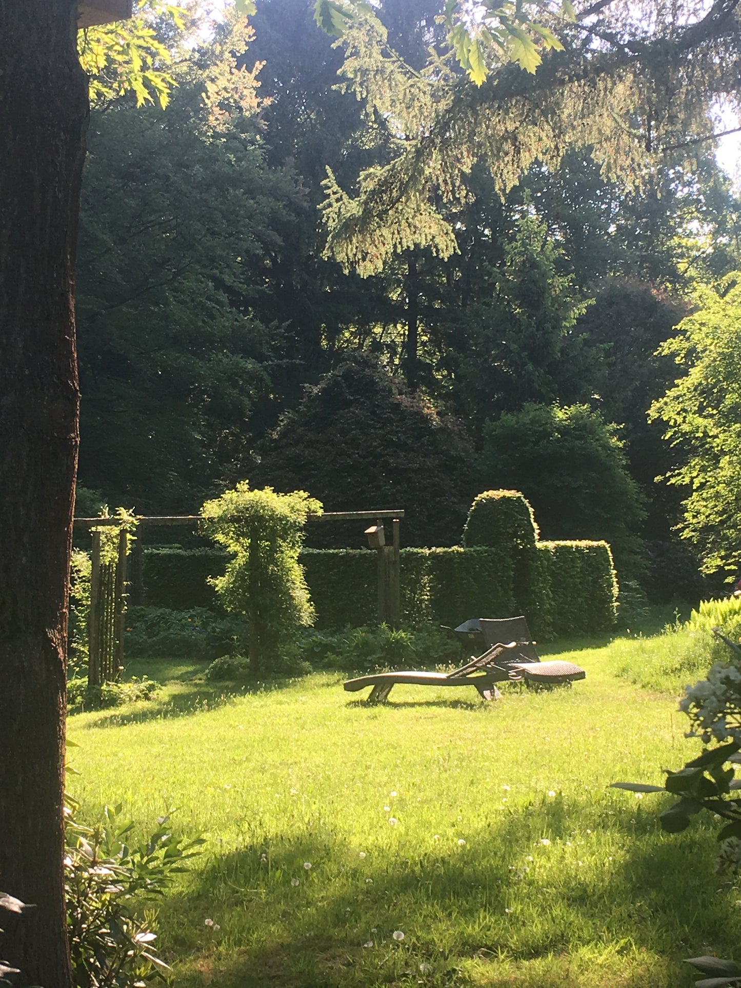 Ein sonnenbeschienener Garten mit üppigem Gras, hohen Bäumen und Liegestühlen - eine einladende Szene, inspiriert von Gabriella Papes "Der Garten als Lebensraum" Halbtageskurs am Mi. 18.02.2026, 09:30-12:30 NEU.