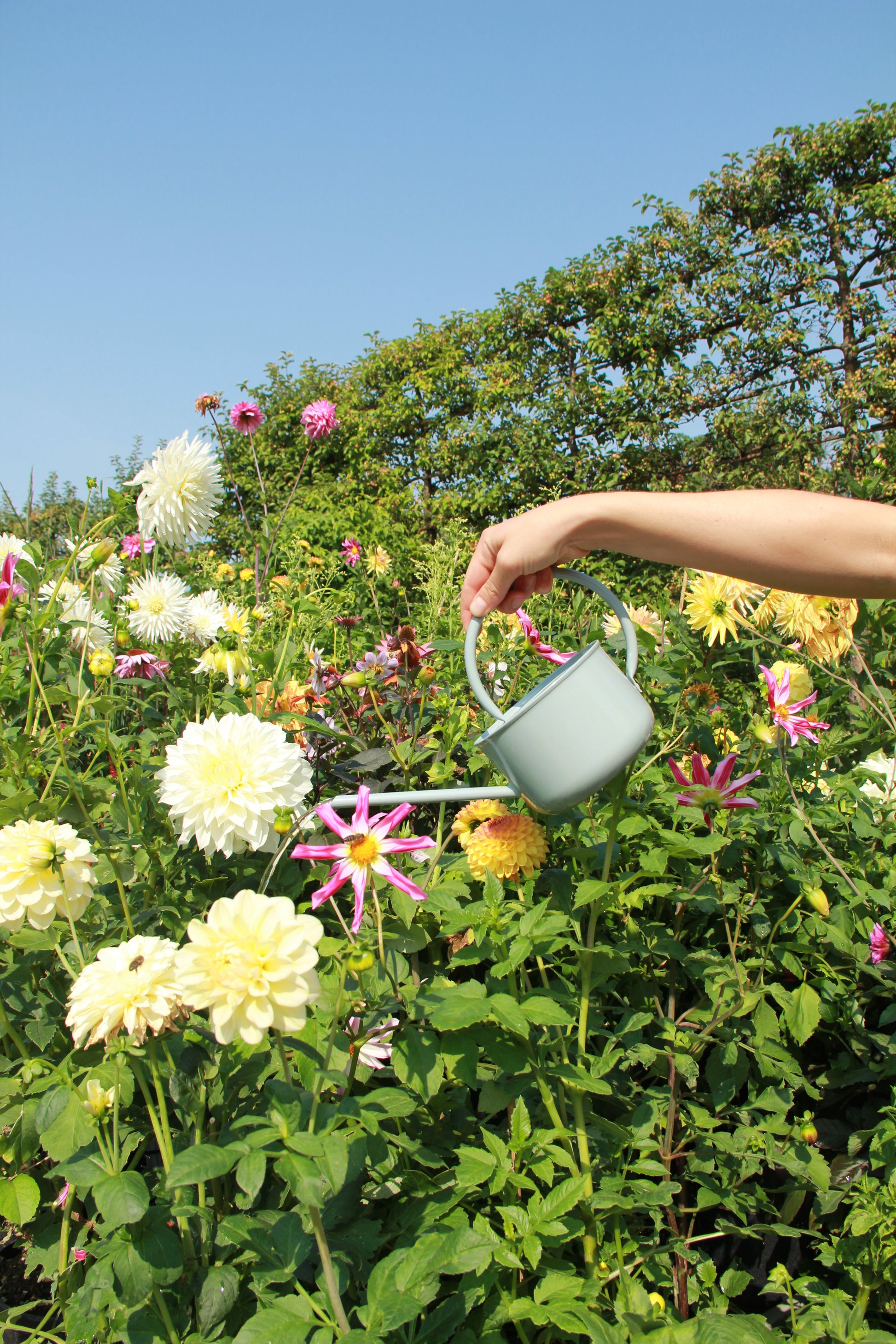 Eine Hand gießt blühende Dahlien in einem sonnigen Garten mit der IB Laursen Gießkanne | hellgrün 0,9 l, umgeben von üppig grünem Laub und leuchtenden Blumen unter einem klaren blauen Himmel.