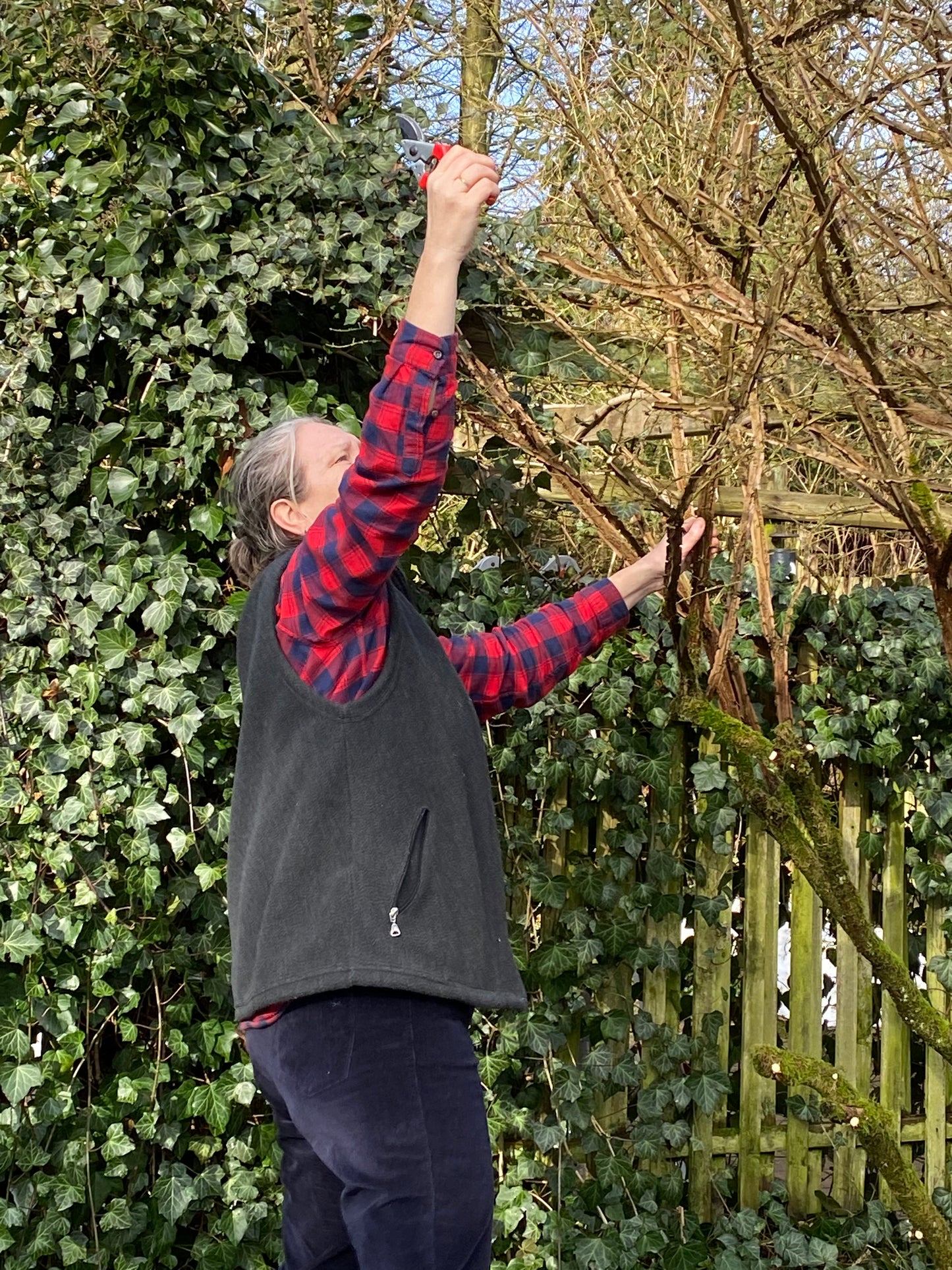Eine Person beschneidet sorgfältig Äste in einem Garten, umgeben von Efeu und einem Holzzaun - ein Hinweis auf den Meisterkurs Gartenpflege der Königlichen Gartenakademie am 03.-04.02.2026.