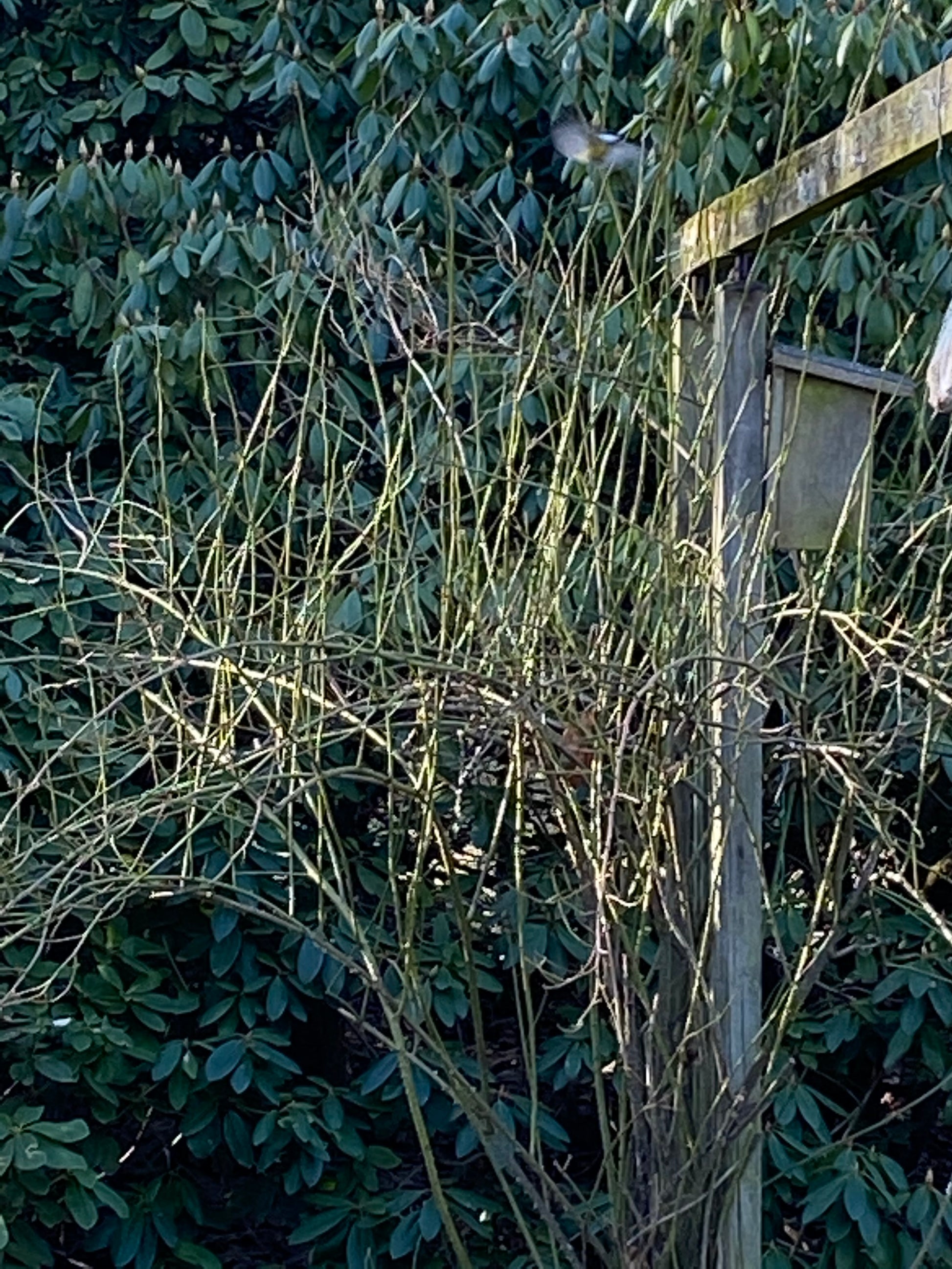 Vom Sonnenlicht beleuchtete, blattlose Äste stehen vor einem grünen Busch, auf einem Pfosten steht ein Vogelhaus mit einem kleinen Vogel in der Nähe, der an die ruhige Atmosphäre von Thea Carlins "Sa. 21.03.2026 | 10.00-12.00 WORKSHOP Rosenschnitt einfach erklärt.