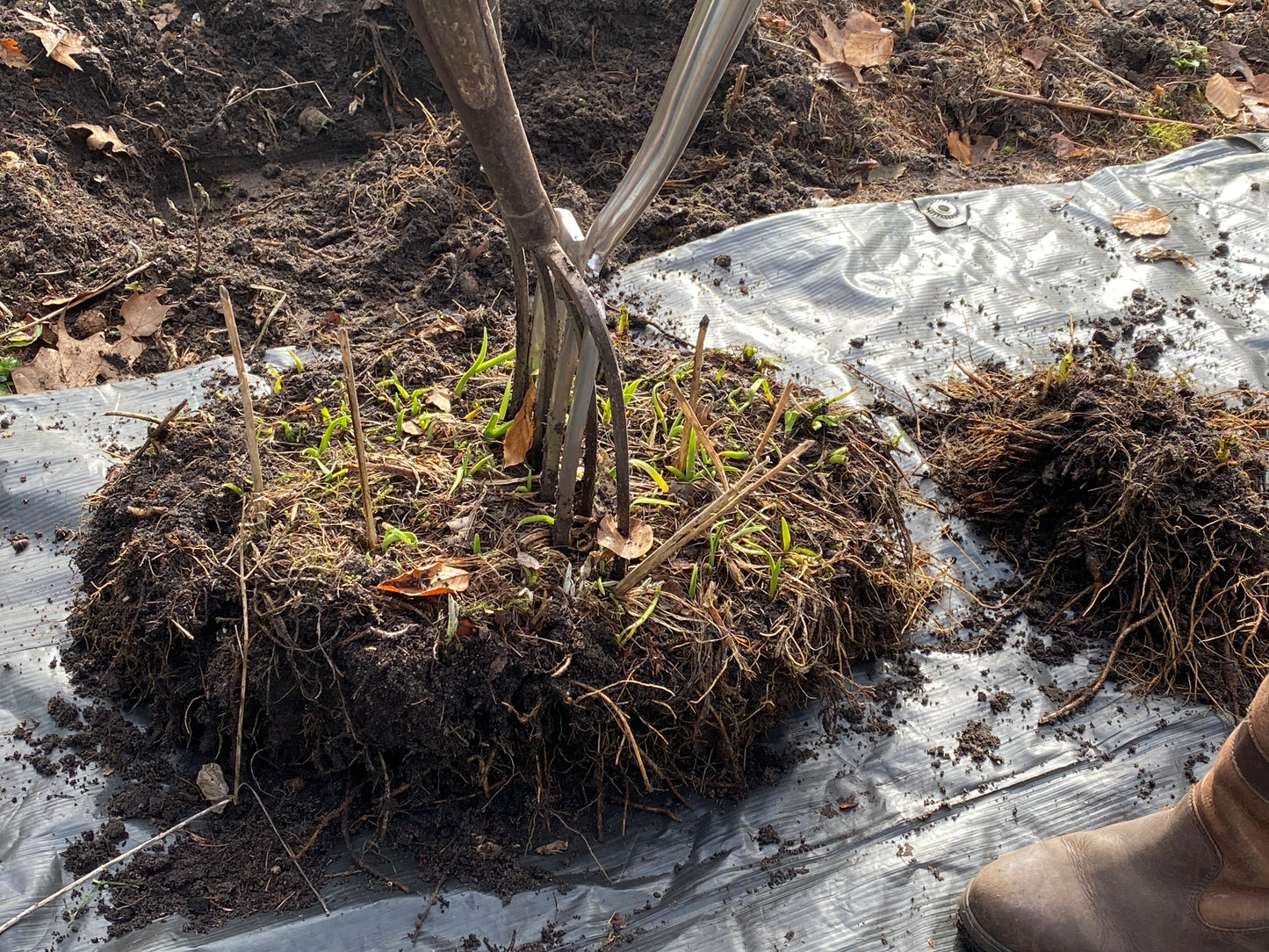 Beim Meisterkurs Gartenpflege der Königlichen Gartenakademie am 03.02.26 & 04.02.26 wird eine Gartengabel für die Staudenbepflanzung, das Anheben von Erde und Wurzeln über schwarzem Kunststoff mit grünen Trieben, verwendet.