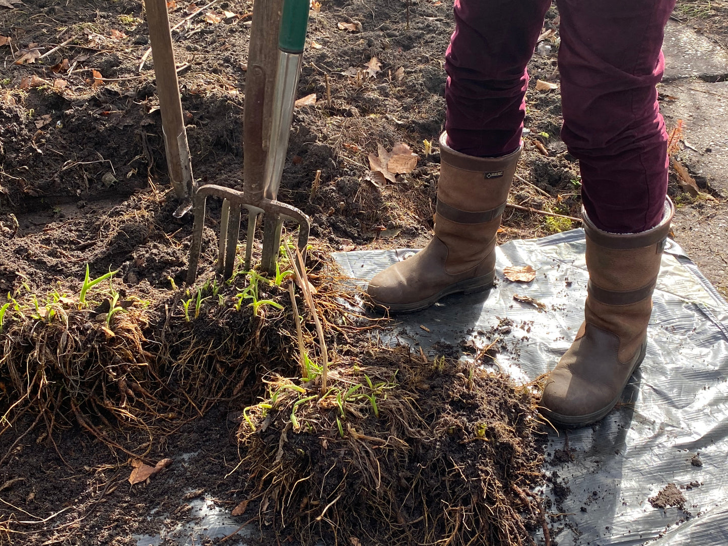 Eine Person steht auf dem Boden neben einer Gartengabel und hebt Erde und Pflanzen auf eine Plane - eine Darstellung der Gartenpflege, wie sie in der Meisterklasse der Königlichen Gartenakademie gelehrt wird (Di. 03.02.2026 & Mi. 04.02.2026).
