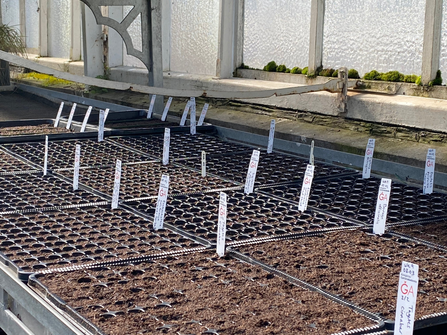 Keimschalen mit Erde und weißen Etiketten stehen auf einem Metalltisch im Gewächshaus für den WORKSHOP "Aus eigener Anzucht: selbst Pflanzen vermehren" von Dr. Cathrine Thorpe, Sa. 21.03.2026, 11.00-13.00 Uhr, Sonnenlicht strömt durch mattierte Fenster.