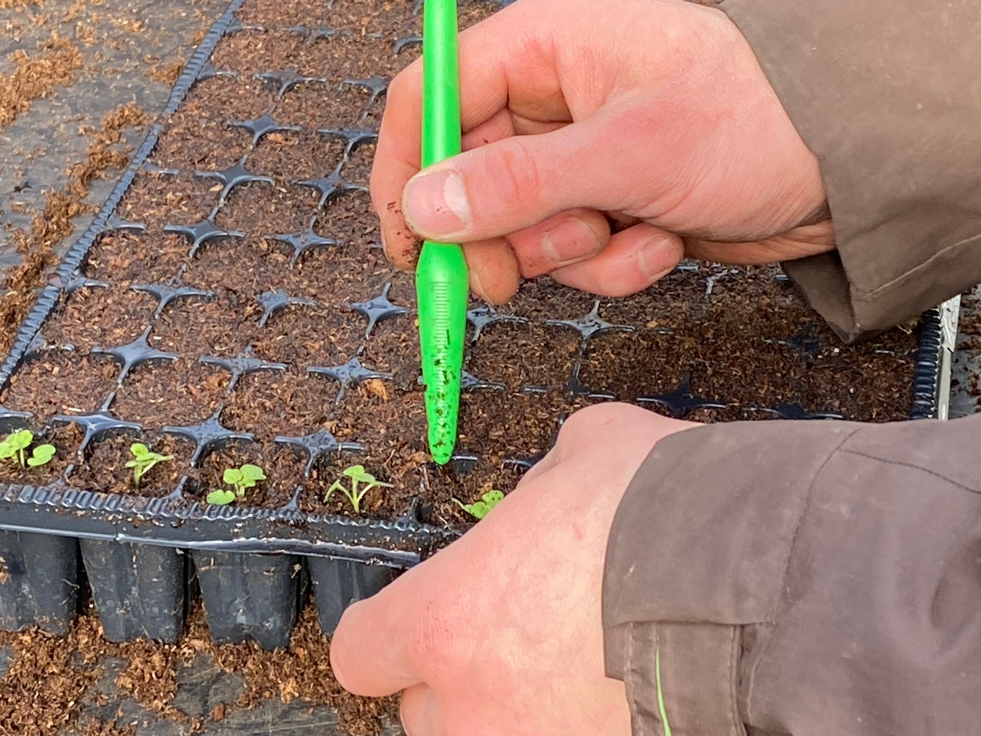 Bei der Dr. Cathrine Thorpe "Sa. 21.03.2026 | 11.00-13.00 WORKSHOP Aus eigener Anzucht: selbst Pflanzen vermehren" bereitet jemand ein mit Erde gefülltes Tablett mit einem grünen Stift vor, während in einigen Zellen grüne Setzlinge sprießen, die sich darauf vorbereiten, Pflanzen selbst zu vermehren.