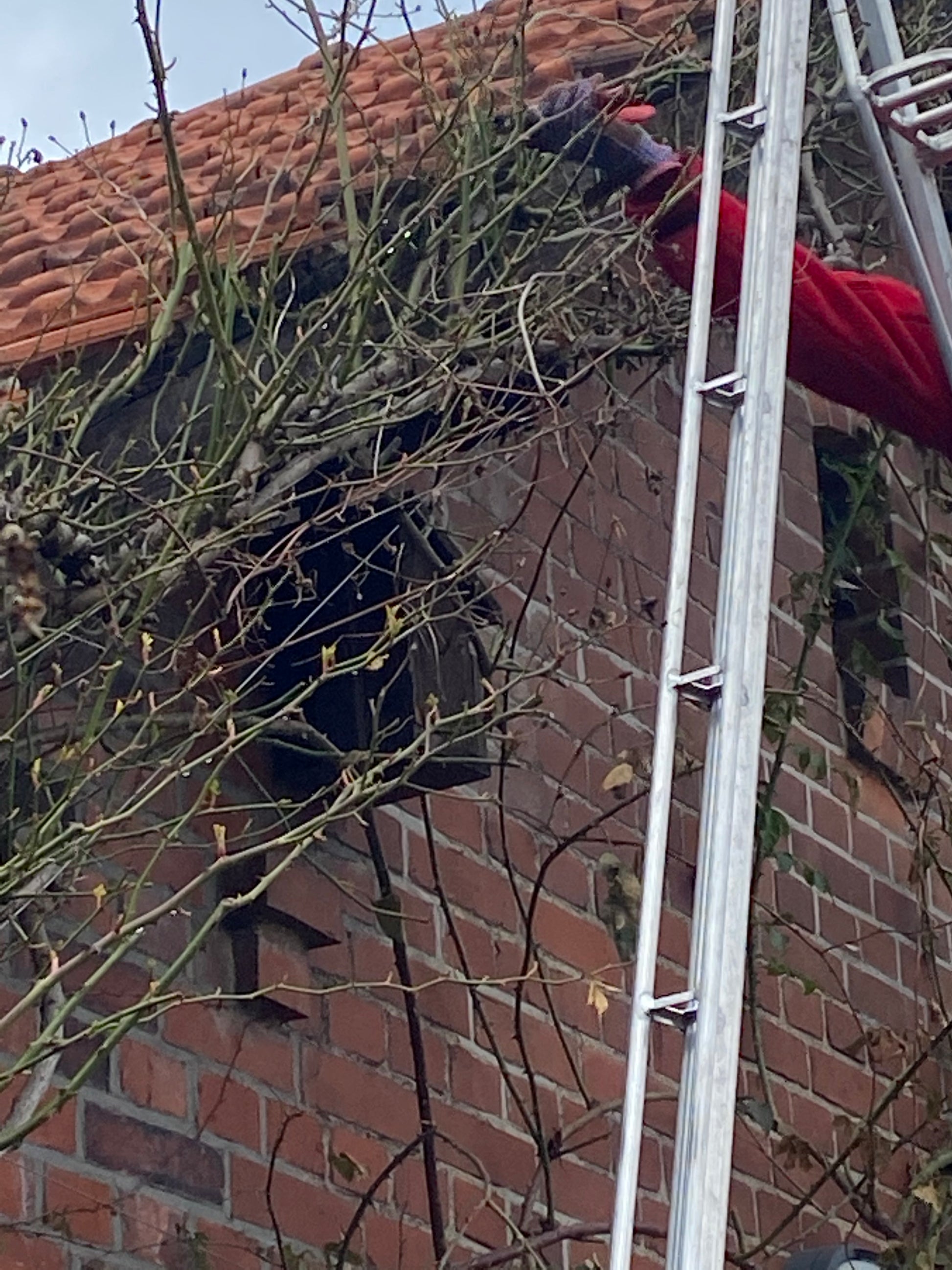 Eine Person in einem roten Ärmel steht auf einer Leiter und beschneidet Äste in der Nähe des Daches eines Backsteingebäudes mit einem kaputten Fenster während Thea Carlins WORKSHOP "Rosenschnitt einfach erklärt" am Sa. 21.03.2026 von 13:30-15:30.