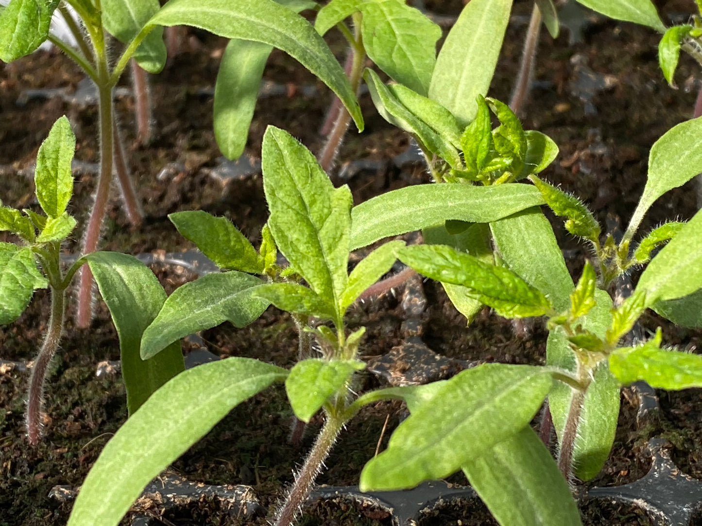 Nahaufnahme junger grüner Tomatensetzlinge in erdgefüllten Schalen unter Sonnenlicht - ideal für alle, die an Dr. Cathrine Thorpes WORKSHOP "Aus eigener Anzucht: selbst Pflanzen vermehren" am Sa. 21.03.2026, 14.00-16.00 Uhr.