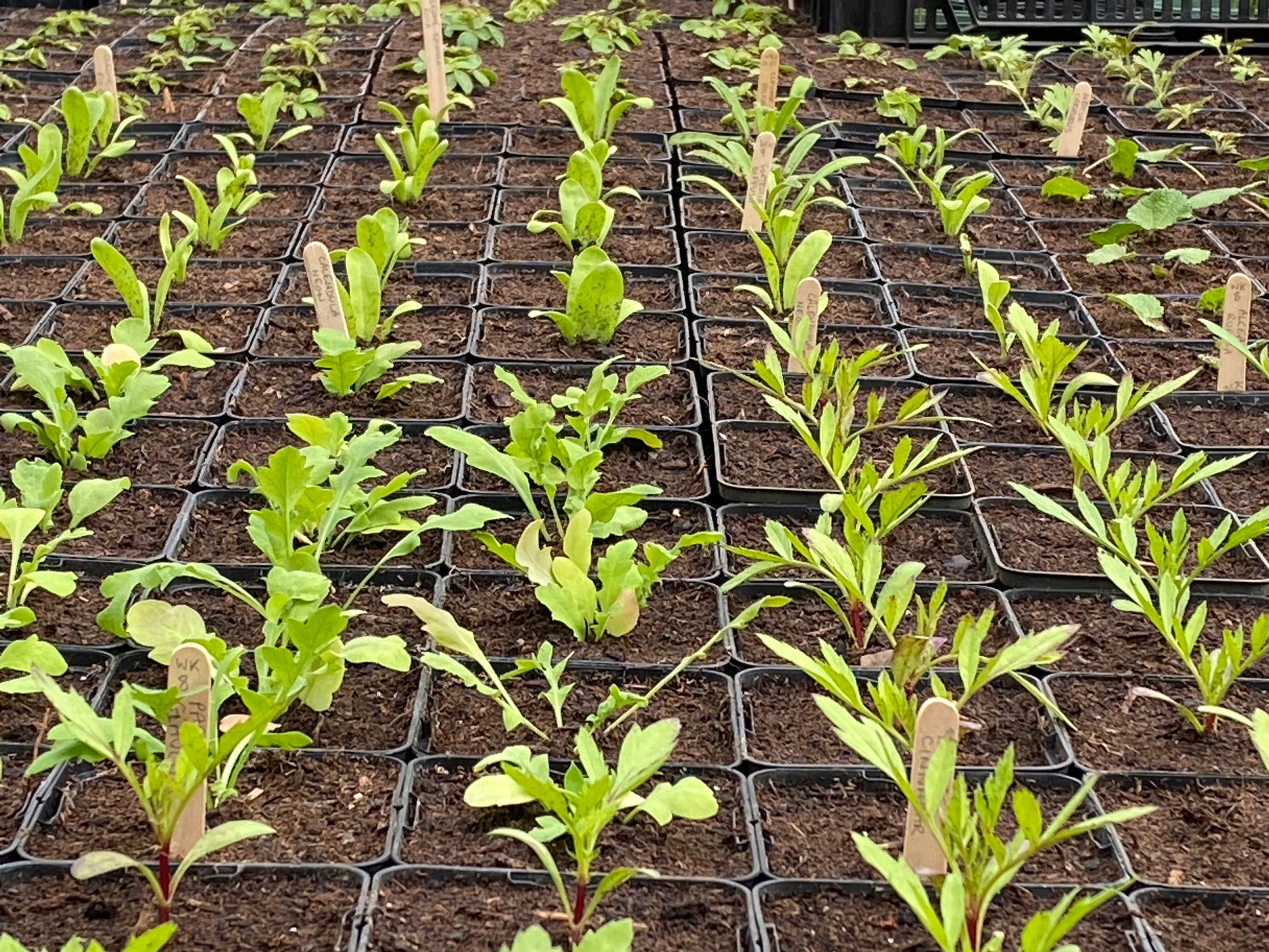 Fein säuberlich arrangierte Jungpflanzen in Töpfen mit Erde und Pflanzenetiketten, perfekte Inspiration für den GARTENTALK "Gedanken zum Gärtnern im Frühling" am Sa. 14.03.2026, 11-12:30 mit Dr. Isabelle Van Groeningen bei der Königlichen Gartenakademie.