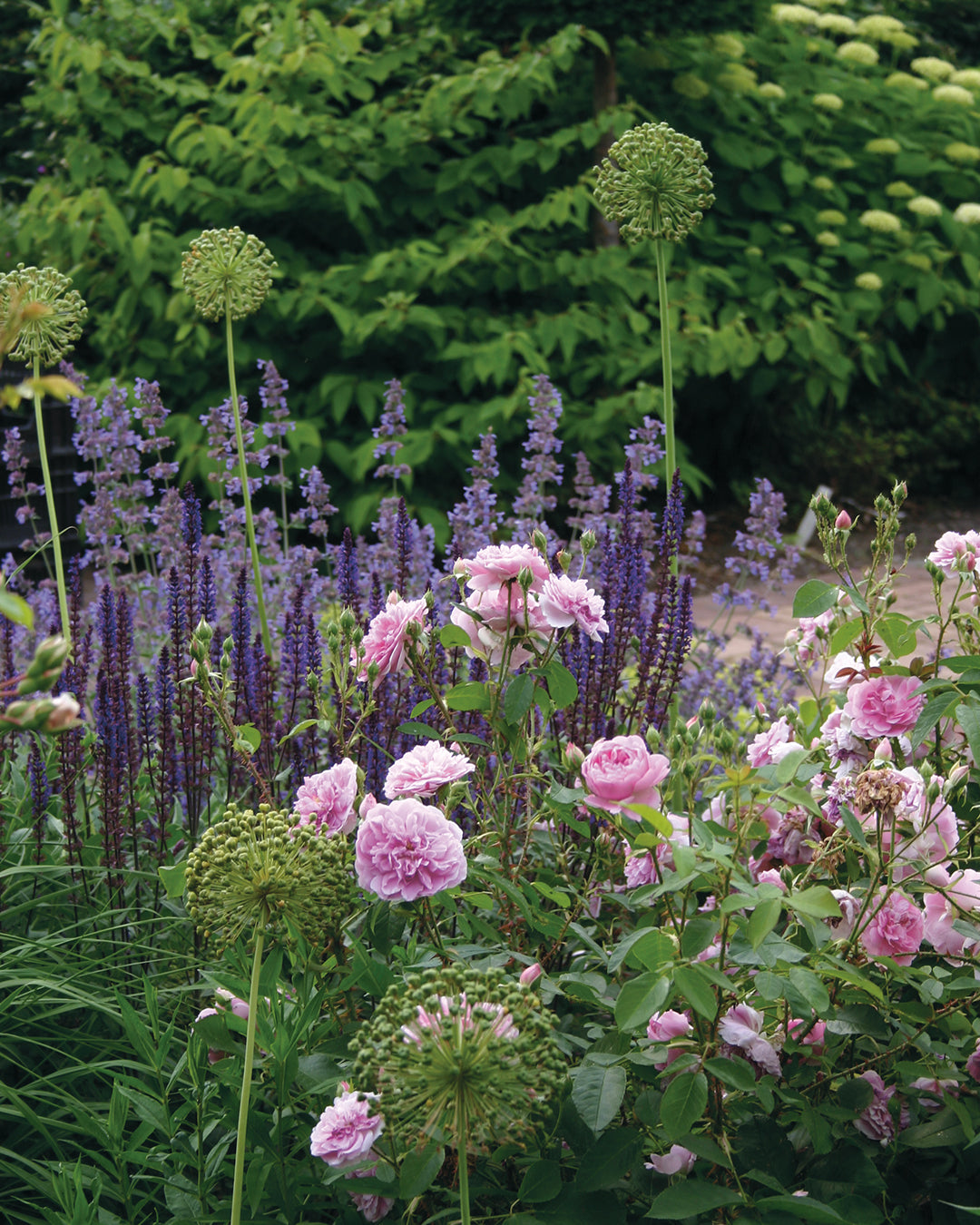 Eine Gartenszene mit rosafarbenen Rosen, grünen Allium-Samenköpfen und violettem Salbei unterstreicht die Beetgestaltung von Dr. Isabelle Van Groeningen - sehen Sie mehr in der MASTER CLASS "Gestalten Sie Ihr eigenes Beet" am 19. und 20. März 2026, 10:00-16:30.
