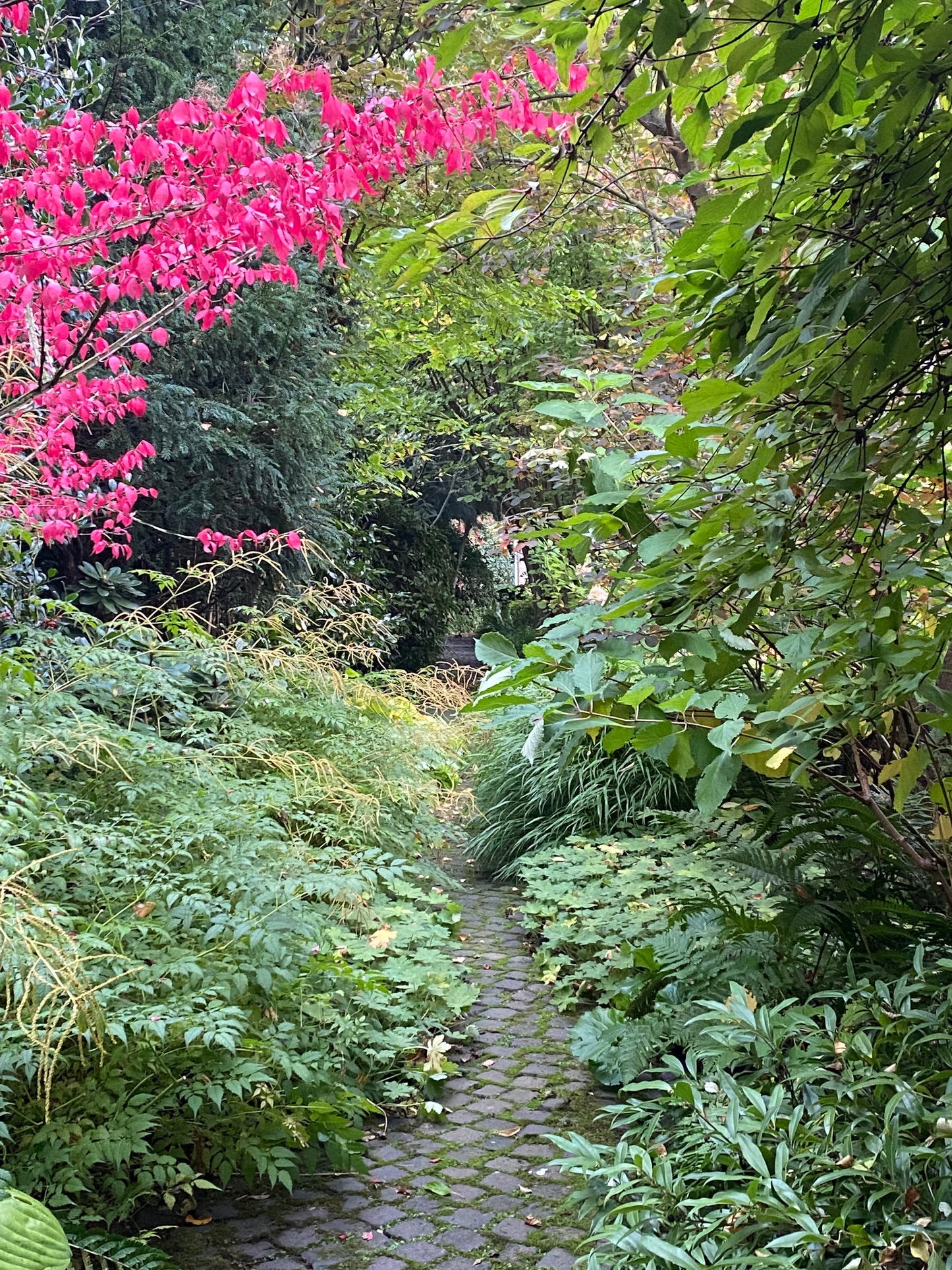 Ein kopfsteingepflasterter Weg schlängelt sich durch einen üppigen Schattengarten mit lebhaftem Laub und Blüten - entdecken Sie seine Geheimnisse bei Dr. Isabelle Van Groeningens "Mi. 18.02.2026 | 13.30-16.30 HALBTAGESKURS Geheimnisse eines funktionierenden Schattengartens".
