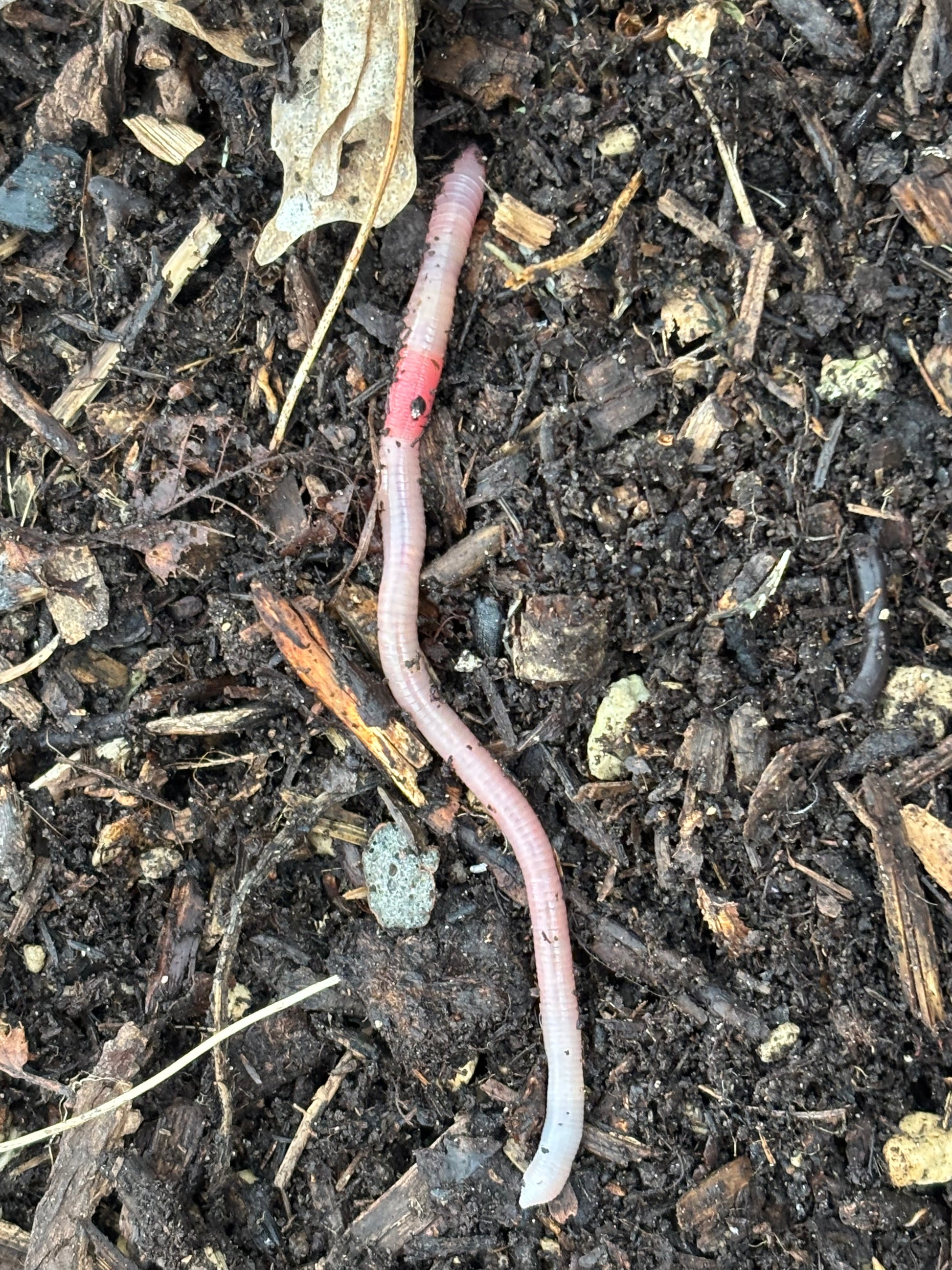 Ein rosafarbener Regenwurm mit rotem Band liegt auf fruchtbarem Boden und ist ein natürlicher Bodenaktivator - so wie in Sebastian Keller-Lewis' Fr. 27.02.2026 | 14:00-16:00 Workshop "Glücklicher Boden, glückliche Pflanzen: Weniger Pflege - NEU".