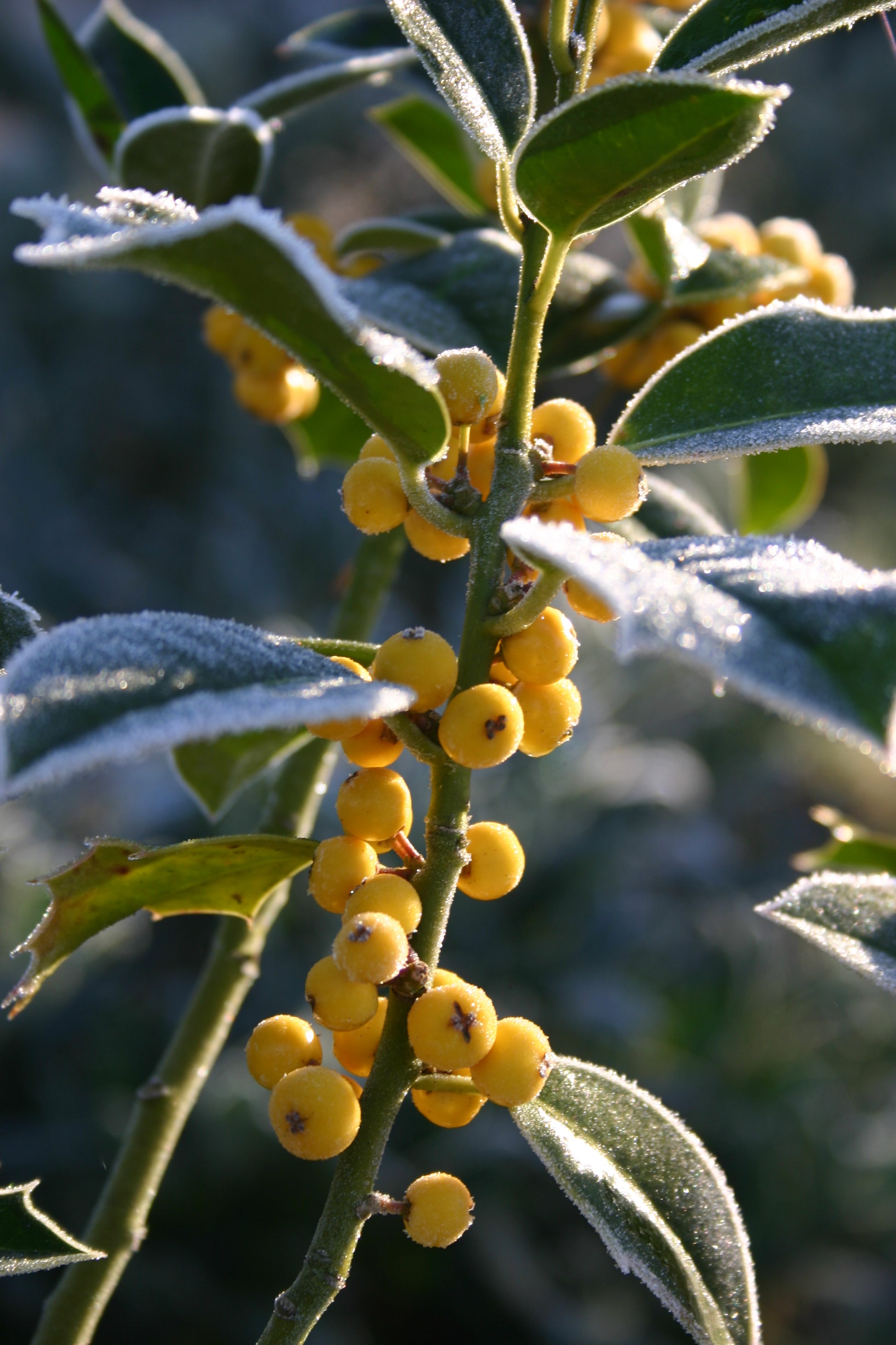Nahaufnahme von mattgrünen Blättern und gelben Beeren im Sonnenlicht - die perfekte Inspiration für den Sa. 14.03.2026 | 13.30-16.30 HALBTAGESKURS "Biodiversität fördern - Vogelschutzhecken pflanzen und pflegen - NEU" von Luciano Lim.