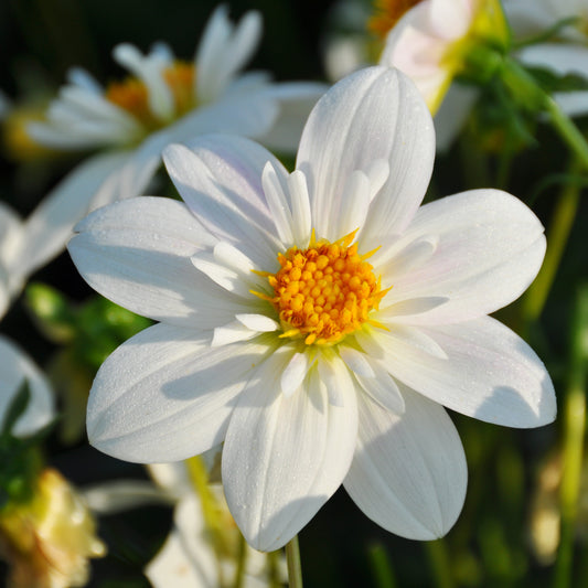 Nahaufnahme von Weijers Dahlia 'Impression Flamenco' Halskrausen Dahlie: weiße Blütenblätter mit gelber Mitte, umgeben von grünen Stielen und verschwommenen weißen Blüten. Blüht im Juli.