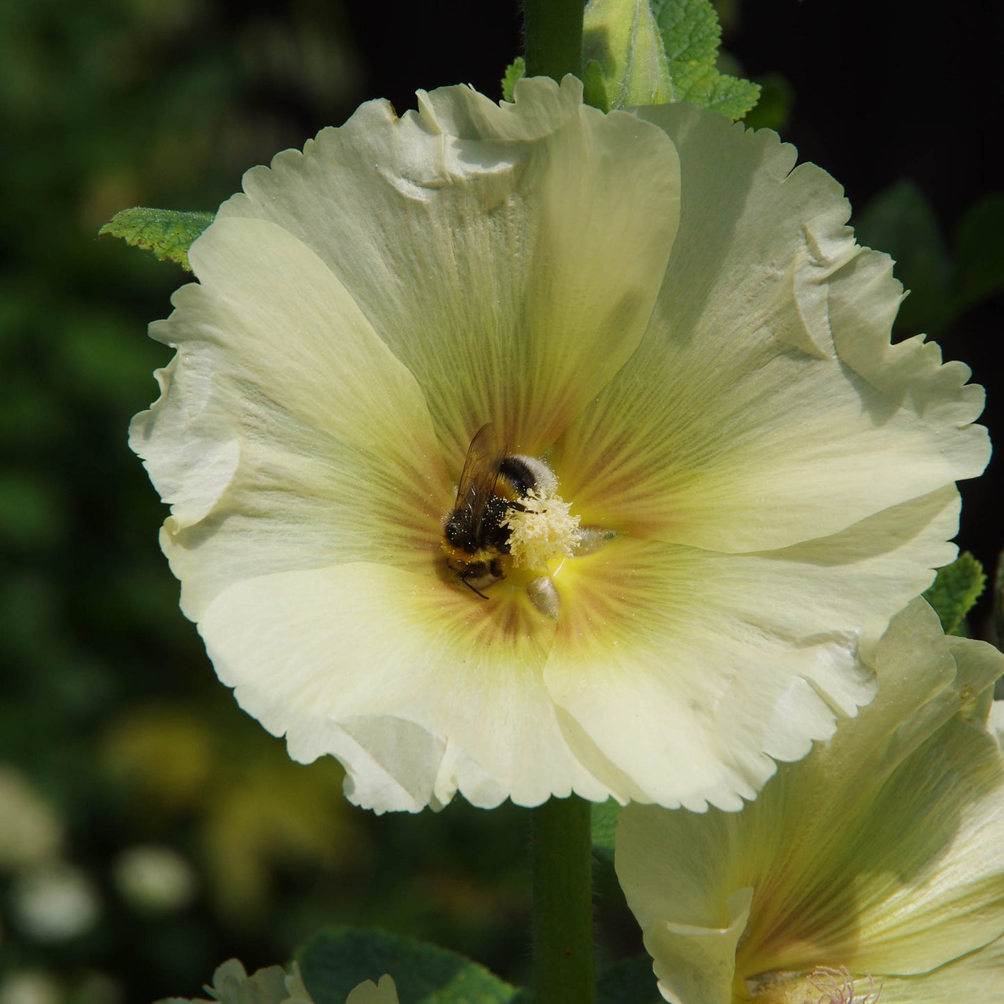 Eine Biene sammelt Pollen von einer hellgelben Stockrose in einem insektenfreundlichen Garten - ein Einblick in die Natur, wie er im Halbtageskurs "Der bienen- und insektenfreundliche Garten" von Dr. Isabelle Van Groeningen an der Königlichen Gartenakademie (06.11.2025) vermittelt wird.