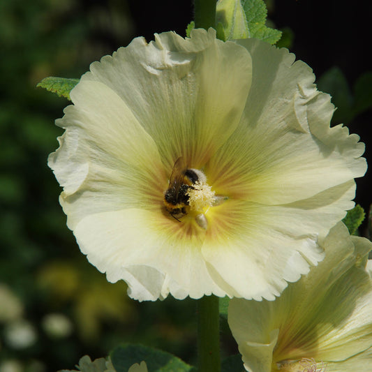Eine Biene sammelt Pollen von einer hellgelben Stockrose in einem insektenfreundlichen Garten - ein Einblick in die Natur, wie er im Halbtageskurs "Der bienen- und insektenfreundliche Garten" von Dr. Isabelle Van Groeningen an der Königlichen Gartenakademie (06.11.2025) vermittelt wird.