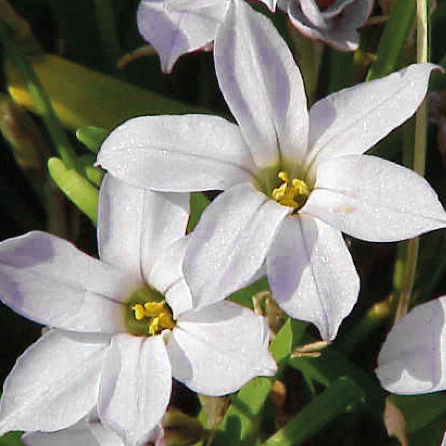 Zwei sternförmige, weiße Ipheion 'Alberto Castillo' Frühlingsstern-Blüten von Weijers blühen zwischen schlanken grünen Blättern und bringen mit ihrem duftenden Charme Helligkeit in den Hintergrund.