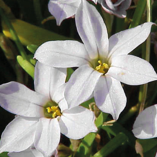 Zwei sternförmige, weiße Ipheion 'Alberto Castillo' Frühlingsstern-Blüten von Weijers blühen zwischen schlanken grünen Blättern und bringen mit ihrem duftenden Charme Helligkeit in den Hintergrund.