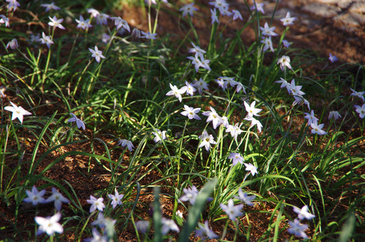 Ipheion 'Wisley Blue' Frühlingsstern von Weijers zeigt zarte, duftende weiße und hellviolettblaue sternförmige Blüten, die inmitten von grünem Gras im Sonnenlicht in einer natürlichen Szene im Freien blühen.