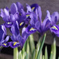 Zwischen grünen Blättern blühen leuchtend violette Irisblüten - ein inspirierender Anblick für alle, die am Mi. 04.03.2026, 15.00-16.30 Uhr, beim "RUNDGANG Was zu tun ist im Garten im März" der Königlichen Gartenakademie dabei sind und ihren Garten auf den Frühling vorbereiten.