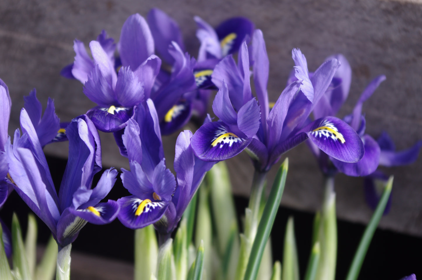 Eine Nahaufnahme von leuchtend violetten Irisblüten mit gelb-weißer Zeichnung, fotografiert während der "Mi. 18.03.2026 | 16.00-17.00 ABENDLICHTFÜHRUNG Die frühen Gartenschätze.