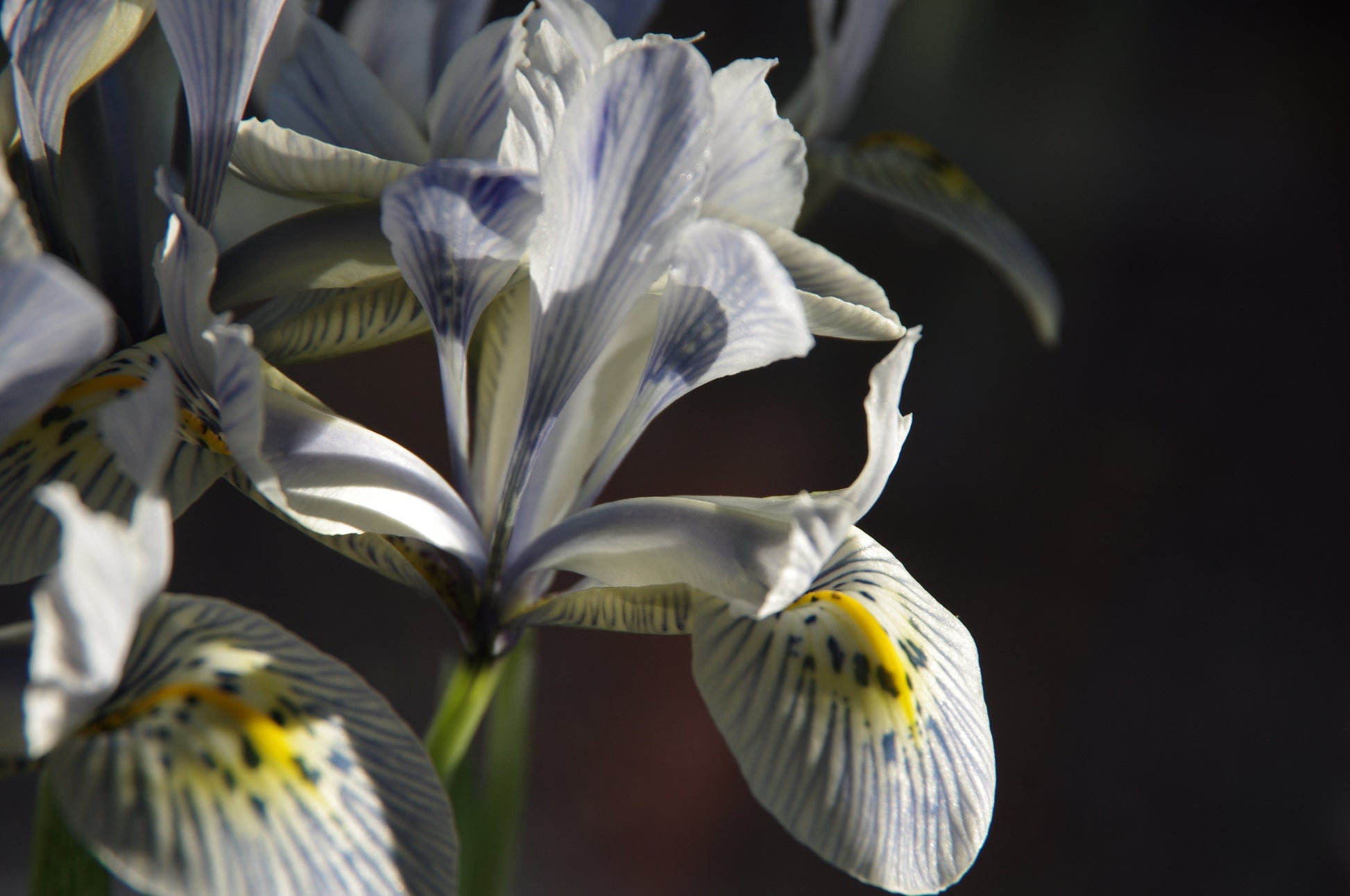 Nahaufnahme einer blühenden Schwertlilie mit weißen Blütenblättern, blau-violetten Adern und gelben Flecken vor dunklem Hintergrund - fotografiert während der "Mi. 18.03.2026 | 16.00-17.00 ABENDLICHTFÜHRUNG Die frühen Gartenschätze" in der Königlichen Gartenakademie.