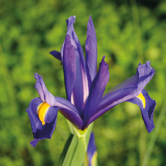 Eine Nahaufnahme einer violettblauen Blüte der Iris holl. Discovery' Schwertlilie von Weijers, mit gelben Akzenten auf den Blütenblättern, vor unscharfem grünen Laub im Hintergrund.