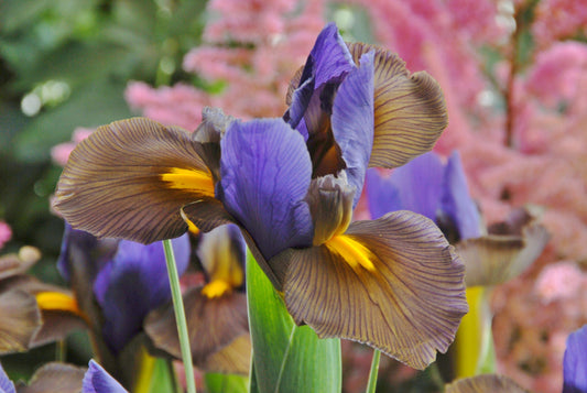 Nahaufnahme einer blühenden Weijers Iris holl. Schwertlilie 'Tigereye' mit tiefvioletten Blüten, bräunlichen Rändern und einem leuchtend gelben Streifen vor zart verschwommenem rosa und grünem Laub.