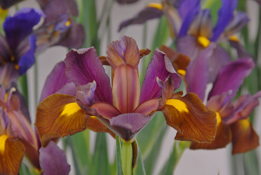 Nahaufnahme von Weijers Iris holl. 'Red Ember' Holländische Schwertlilie, mit violetten und braunen Blütenblättern mit gelben Akzenten, umgeben von unscharfen grünen Stielen und anderen Schwertlilien im Hintergrund.