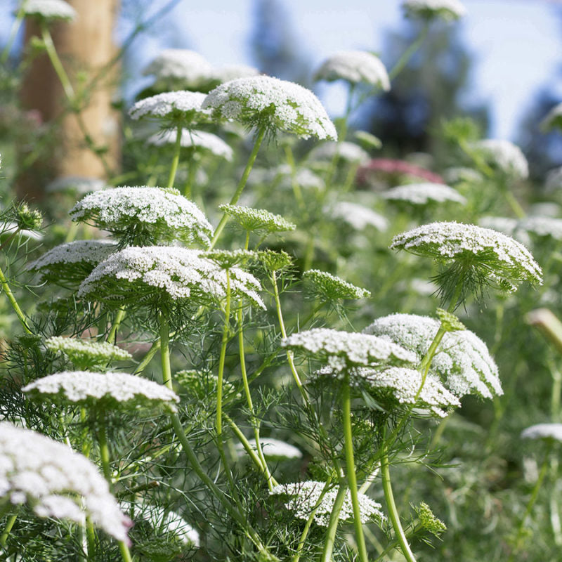 Jora Dahl | Ammi majus (Knorpelmöhre) blüht mit zarten, weißen Spitzenbüscheln auf hohen grünen Stängeln in einem sonnenbeschienenen Schnittblumengarten, vor verschwommenem Grün und blauem Himmel.
