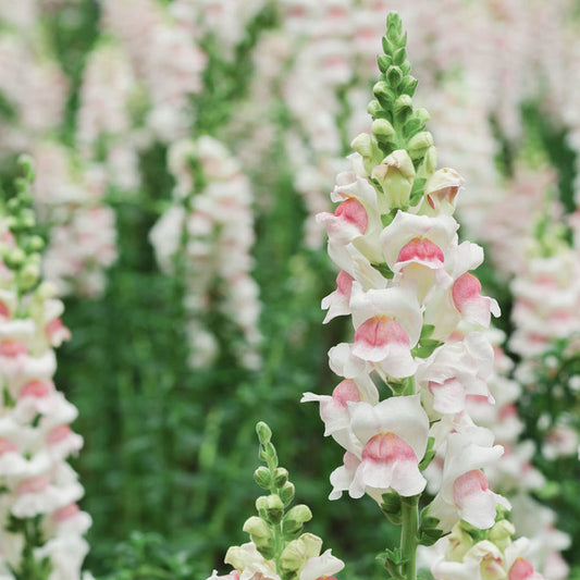 Jora Dahl - Antirrhinum majus 'Appleblossom' (Löwenmäulchen), einjährige Pflanze, blüht Juli-September in zartem Weiß und Rosa; Im Fokus vor verschwommenen Löwenmäulchen und grünem Laub.