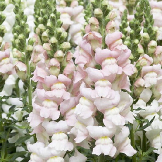 Die hohen, aufrechten Stiele des Antirrhinum majus „Costa Silver“ (Löwenmäulchen) von Jora Dahl zeichnen sich durch Büschel blassrosa und weißer Blüten mit üppigem grünem Laub aus.