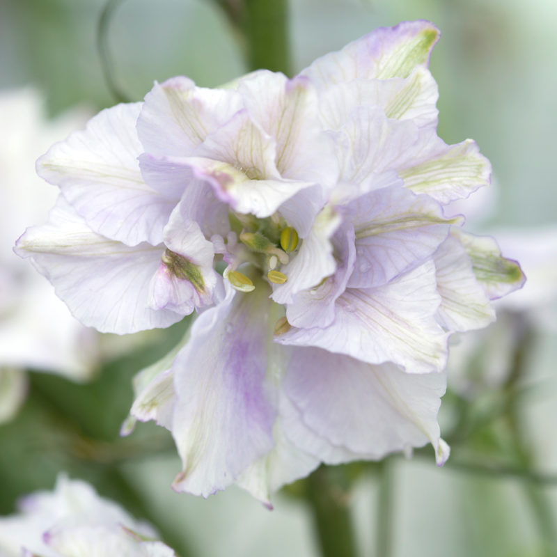 Eine Nahaufnahme von Jora Dahl | Delphinium consolida 'Fancy Smokey Eyes' (Rittersporn) zeigt blass lavendelfarbene, gekräuselte Blütenblätter mit hellgrünen Adern vor einem verschwommenen grünen Hintergrund. Ideal für Schnittblumenarrangements.