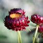 Nahaufnahme von Jora Dahl | Helichrysum bracteatum 'Scarlet' (Strohblume): leuchtend scharlachrote Strohblumen mit gelber Mitte und papierartigen Blütenblättern, perfekt für Trockenblumenarrangements. Der unscharfe grün-graue Hintergrund unterstreicht ihre Schönheit.