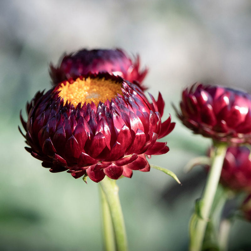 Nahaufnahme von Jora Dahl | Helichrysum bracteatum 'Scarlet' (Strohblume): leuchtend scharlachrote Strohblumen mit gelber Mitte und papierartigen Blütenblättern, perfekt für Trockenblumenarrangements. Der unscharfe grün-graue Hintergrund unterstreicht ihre Schönheit.