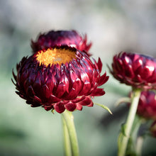 Lade das Bild in den Galerie-Viewer, Jora Dahl - Helichrysum bracteatum &#39;Scarlet&#39; (Strohblume)
