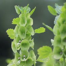 Lade das Bild in den Galerie-Viewer, Jora Dahl - Moluccella laevis (Muschelblume)
