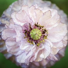 Lade das Bild in den Galerie-Viewer, Jora Dahl - Papaver rhoeas ‘Amazing Grey’ (Klatschmohn)
