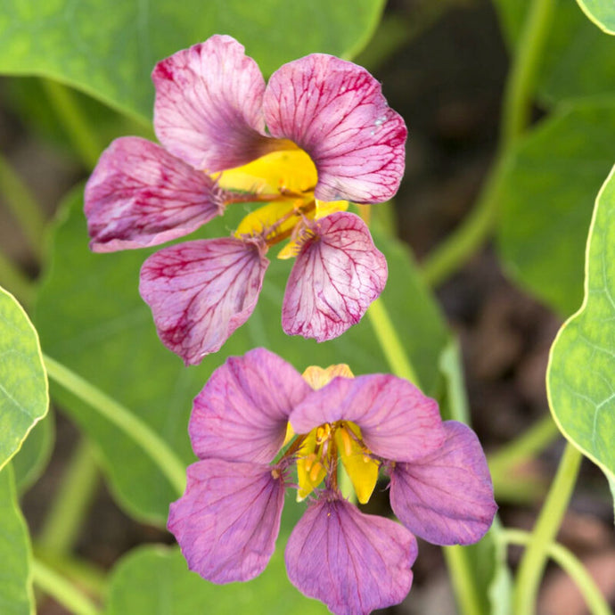 Jora Dahl - Tropaeolum majus ‘Purple Emperor’ (Kapuzinerkresse)