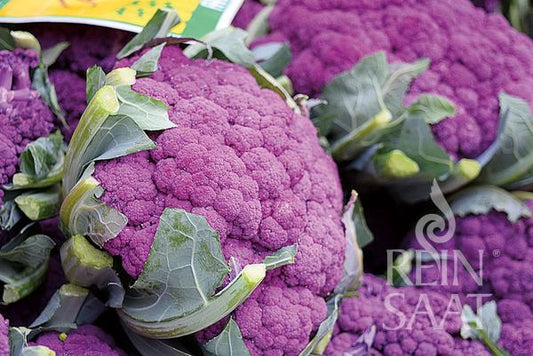 Nahaufnahme des leuchtend violetten ReinSaat – Karfiol „Di Sicilia violetto“, umgeben von grünen Blättern, mit sichtbarem Reinsaat-Logo, das seinen milden Blumenkohlgeschmack hervorhebt.