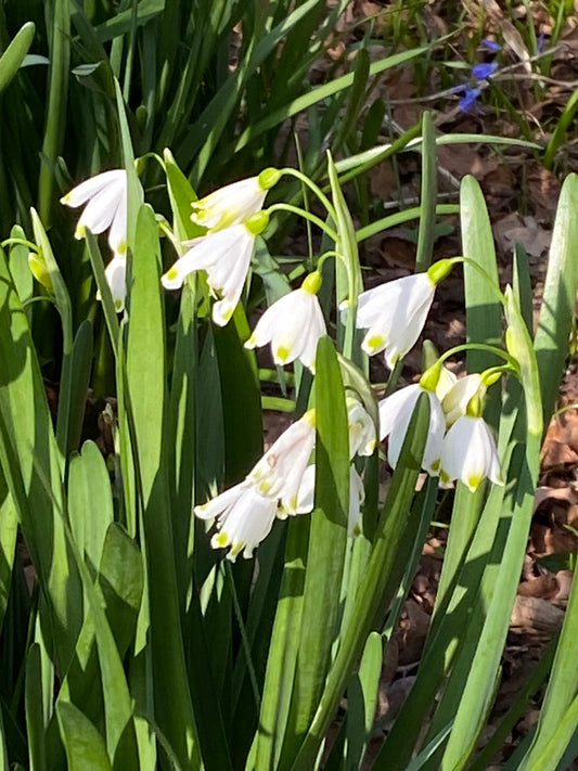 Die weißen, glockenförmigen Blüten von Leucojum aestivum Frühlingsknotenblume von Weijers mit grüner Spitze hängen inmitten von schlanken Blättern in einer sonnenbeschienenen Gartenszene, die durch braunes Laub und einen Hauch von Violett akzentuiert wird.