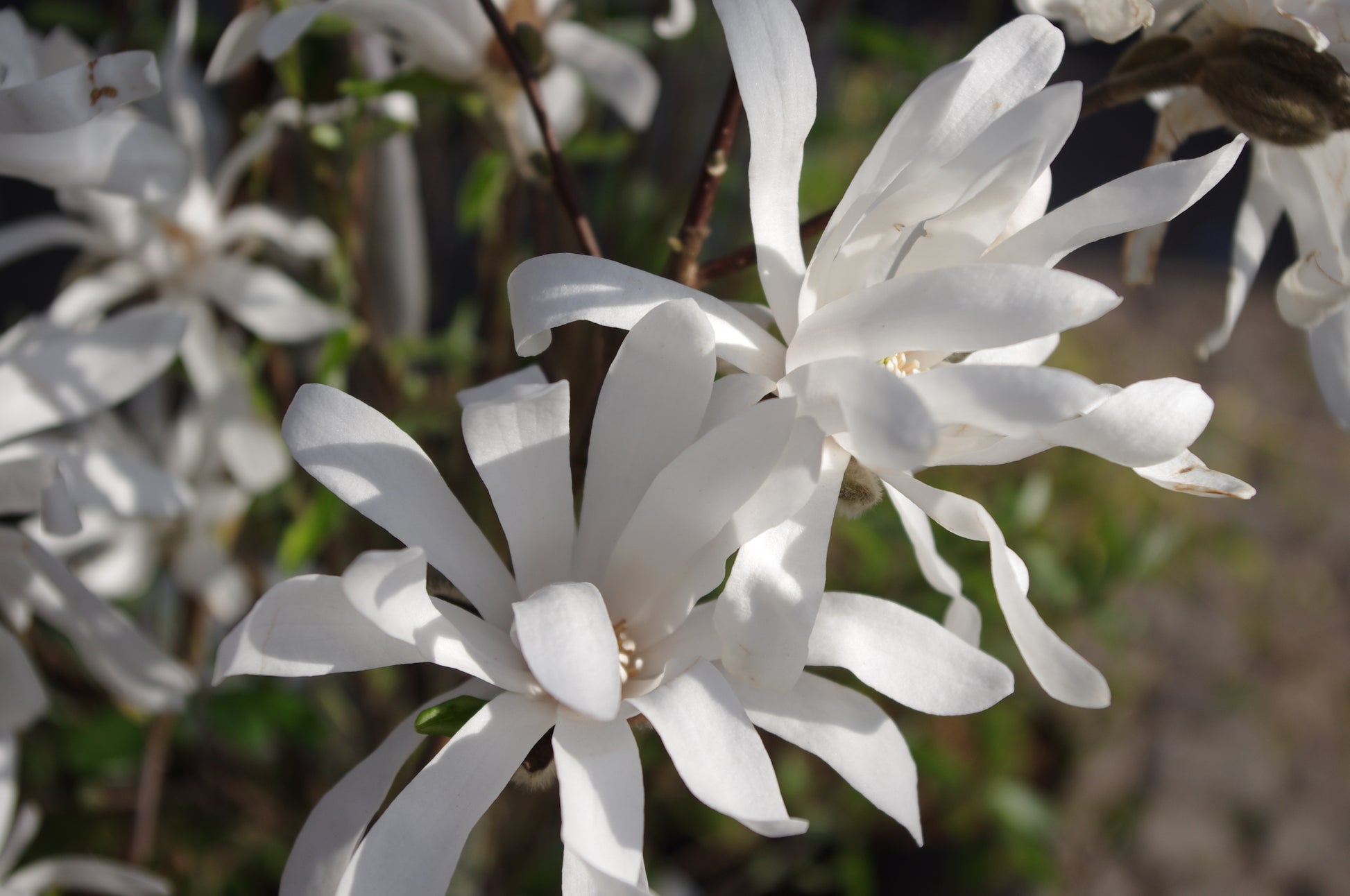 Die blühenden weißen Magnolien der Königlichen Gartenakademie leuchten in der Sonne - eine schöne Vorschau auf "Mi. 04.03.2026 | 15.00-16.30 RUNDGANG Was zu tun ist im Garten im März" und Inspiration für Ihre Frühjahrsgartenplanung.