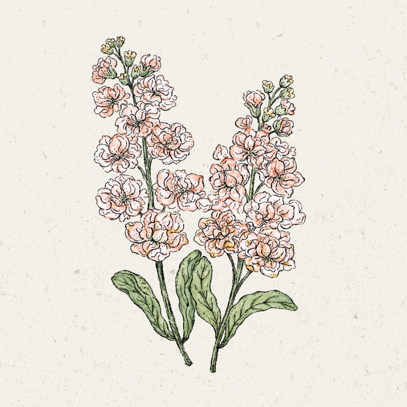 Illustration von zwei Stielen von Jora Dahl - Matthiola Incana 'Iron Apricot' (Levkoje) Blüten mit gekräuselten hellrosa Blütenblättern, grünen Blättern und kleinen oberen Knospen, vor einem strukturierten off-white Hintergrund. Marke: Jora Dahl.