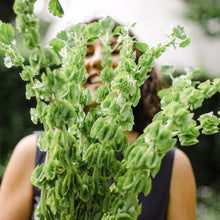 Lade das Bild in den Galerie-Viewer, Jora Dahl - Moluccella laevis (Muschelblume)
