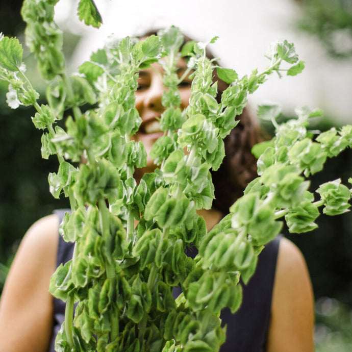 Jora Dahl - Moluccella laevis (Muschelblume)