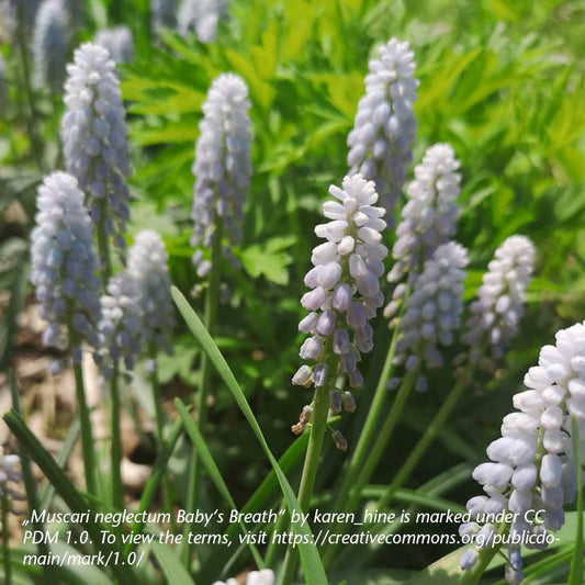 Traubenhyazinthe Muscari 'Baby's Breath' von Weijers blüht im Sonnenlicht zwischen grünen Blättern in Büscheln von blassem Lavendel und Weiß. Die duftenden Blüten stechen hervor. Der Bildnachweis und der Link zur Creative-Commons-Lizenz befinden sich am Ende der Seite.
